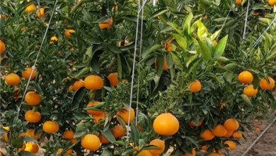 Photo of 새콤달콤“천혜향”구미 첫 출하 성공