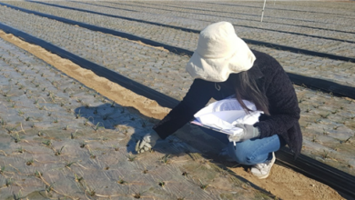 Photo of 마늘‧양파 동해피해 조사 및 병해충 집중 관리지도