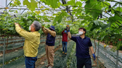 Photo of 과수농가의 시름, 우리와 함께 이겨내요