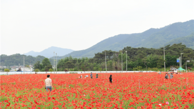 Photo of 김천시 꽃양귀비 대형꽃밭 개화