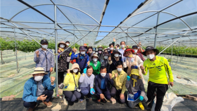 Photo of 구미시‘샤인머스켓’농작업 전문인력 양성,“꿩먹고 알먹고”