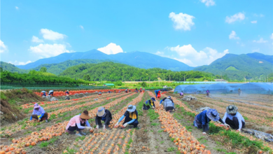 Photo of 농식품유통과, 양파 수확철 농촌일손돕기 지원
