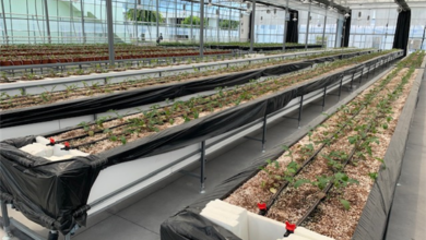 Photo of 경북 특화작목 거베라 스마트팜  수경재배 본격 연구