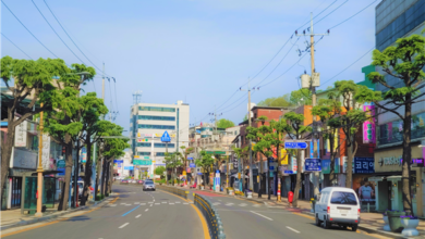Photo of 히말라야시다 가로수를 삼색버드나무로 교체