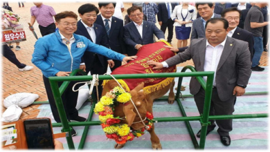 Photo of 경북 명품‘챔피언 한우’선발, 경북 한우경진대회 열려