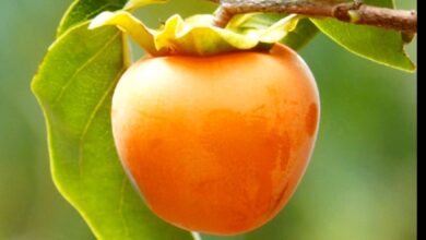 Photo of 경북농기원, 식재료 개발 감잎 수확..4월~5월 적합