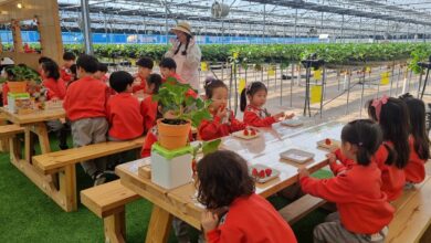 Photo of 청송,진보 풍부한 체험 딸기사랑 새콤달콤 딸기수확,맛보기