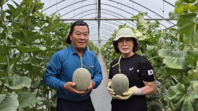 Photo of “황제가 먹던 그 멜론, 이제 구미 농부의 손에서 자랍니다”