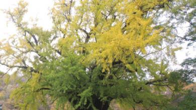 Photo of 왕사남 열풍… 스크린 밖, 천년 “금성대군 넋 깃든 은행나무”국가산림문화자산 추진